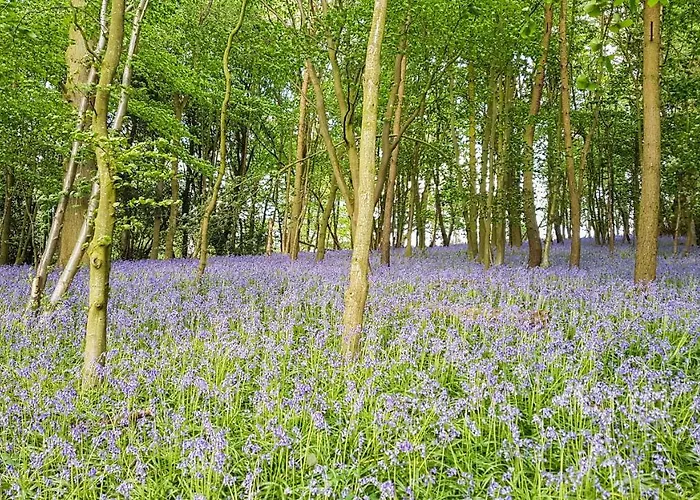 High Oaks Grange - Chalet *