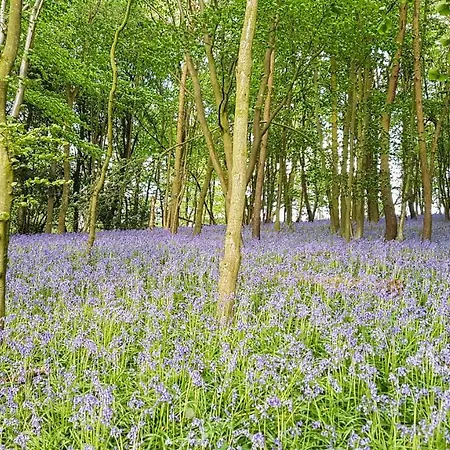 High Oaks Grange - Chalé *